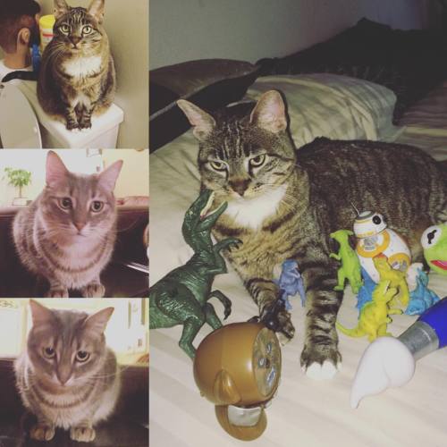 pawl-miko: I guess it’s national tabby cat day today so here’s Luna and Tod #tabbycats #
