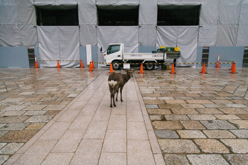 To Nara.Canon 5D & 24-105mm f/4L. Dec, 2016.