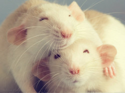 congenitaldisease:  Rats have an unwarranted