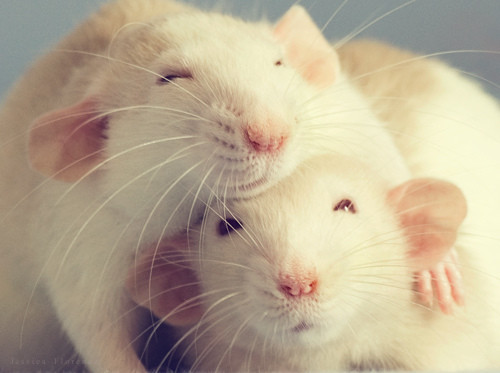 Sex congenitaldisease:  Rats have an unwarranted pictures