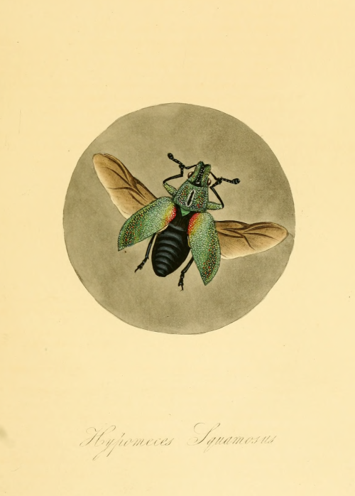 Green weevil, native to Southeast Asia. Natural history of the insects of China. 1849.Internet Archi