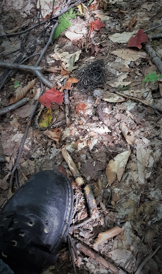 Yesterday I Stumbled On A Bird's Nest Laying There On The Ground. It Had Surely Fallen From A Tree Due
