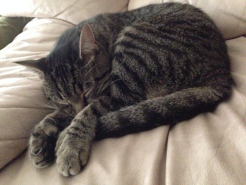 Guys I have a kittyyyy