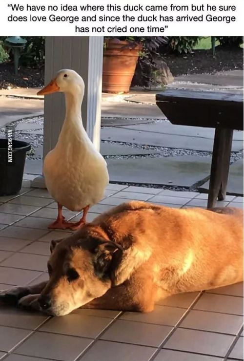 shadowkat678:galahadwilder:catchymemes:This dog was depressed for 2 years after his best friend died