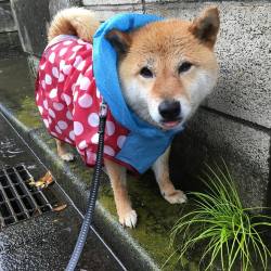 shibainu-komugi:  雨たくさん降ってるね☔️🐶💦