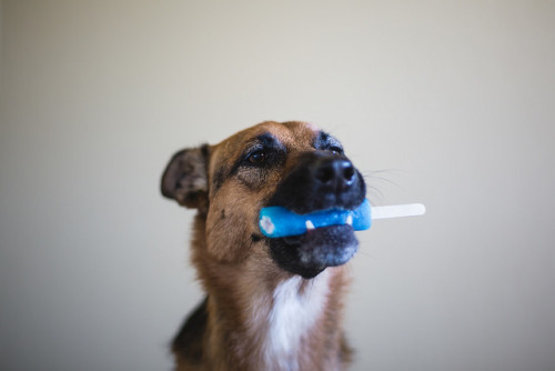 nerobetch:tempurafriedhappiness:Here are some dogs enjoying Popsicles. This is the kind of qual