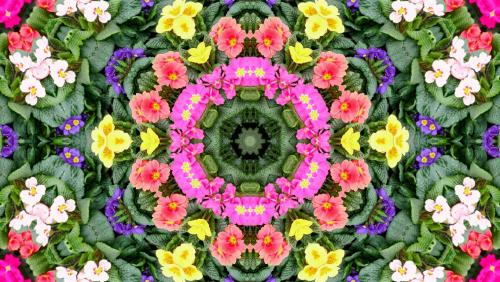 Market Stall Polyanthus - with kaleidoscopic variations.