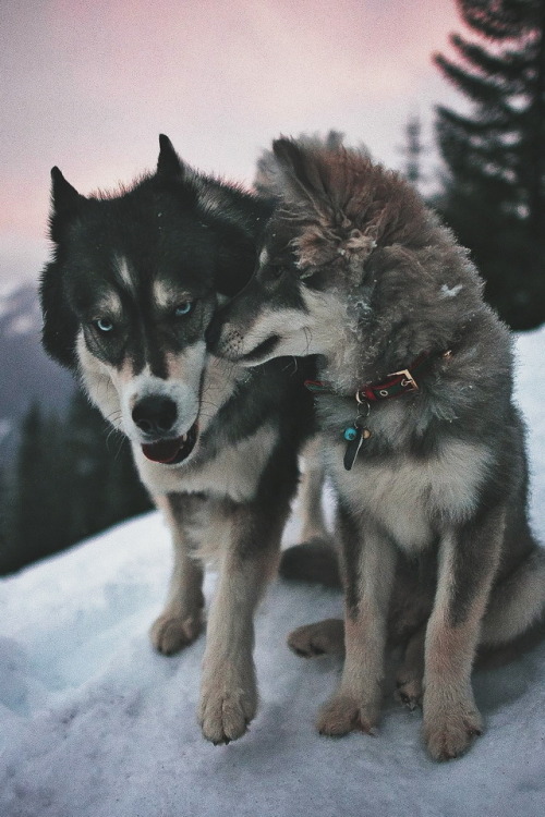 ikwt: No matter what... I’ll always be by your side  [photo by goldilocksandthewolf] |  Our Instgram