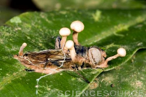 sciencesourceimages - Beware The Zombie Maker!The insects above...