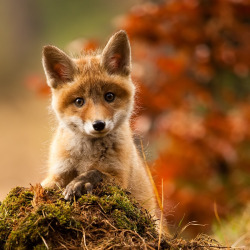 beautiful-wildlife:  Red Fox Kits by Robert Adamec 