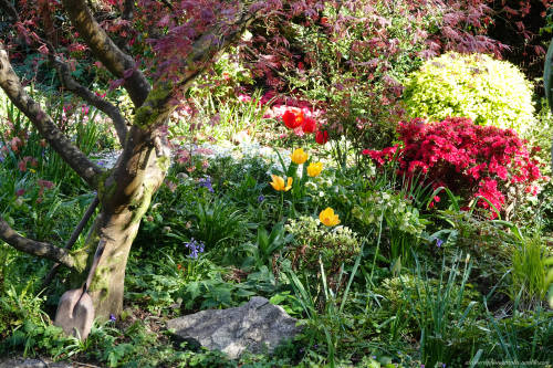 Cottage Garden