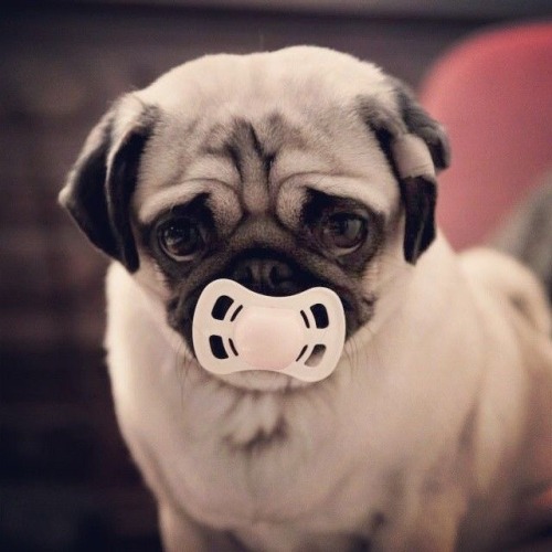 pug love