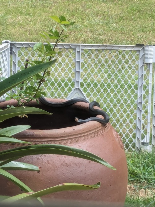 I Saw A Snake Today And I Havent Seen A Live One In Ages So That Was Super Awesome! It Was A Big Eastern