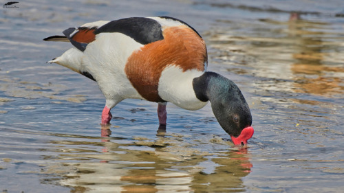 blogbirdfeather:Shelduck - Tadorna (Tadorna tadorna): maleVila Franca de Xira/Portugal (5/05/2022)[N