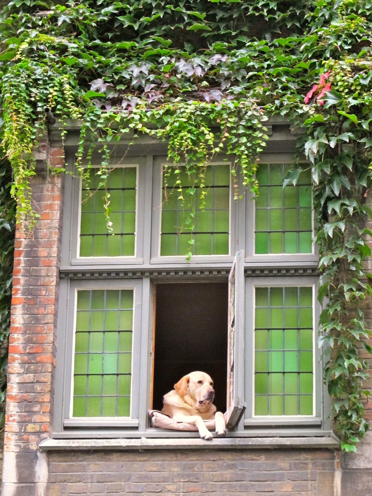 art-nimals:  Fidel, the celebrity dog of Bruges, BelgiumFidel lived at the “Côté