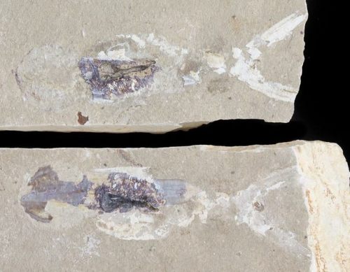 fossilera:3.6&quot; Cretaceous Squid From Lebanon - Soft-Bodied PreservationThis is a rare, 3.6&quot