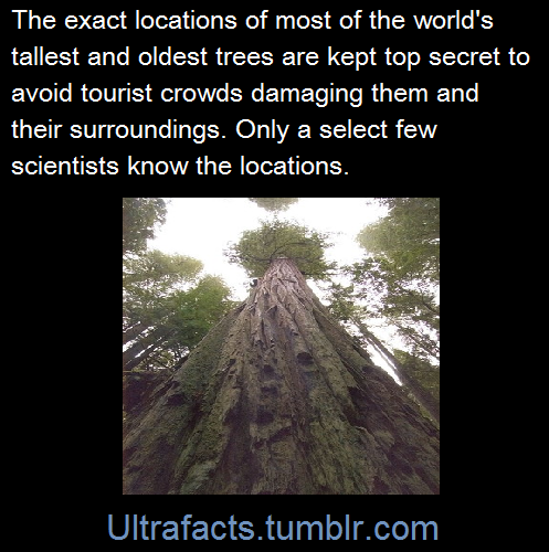 nucleic-asshole:  ultrafacts:  kartoffelkoenigin:  mydrunkkitchen:  ultrafacts:  (Fact Source) Follow Ultrafacts for more facts  THIS IS THE KIND OF CLUB I WANT TO JOIN  ^^^  FUN FACT: one of these trees is the Hyperion, which ranks as the world’s tallest