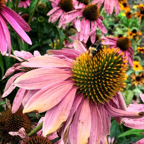 chadspacey: Sleeping bee #sunflower #sunflowers #bees #bee #nature #outdoors #garden #shotoniphone #