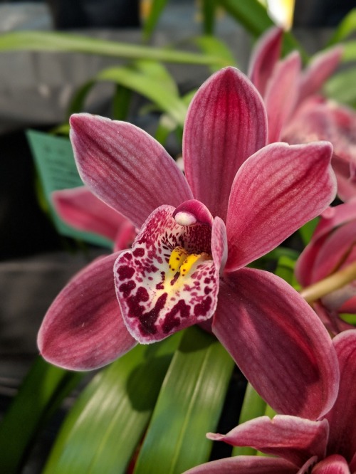 kudzukudza: Cymbidium Street Hawk ‘Prolific’