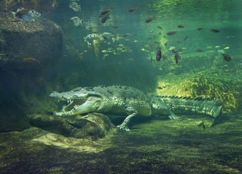 thingswithantlers:Saltwater Crocodile- by J Gilbert