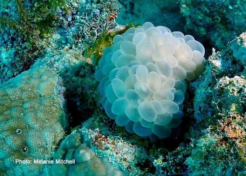 Plectorhinchus Chaetodonoides Is Found In Coral-rich Parts Of Clear Lagoons And On Seaward Reefs. The