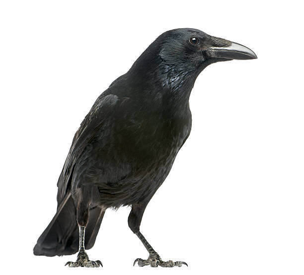 crows-curios:  i am 1 foot tall and eat trash I am unstoppable 