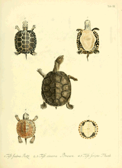 smithsonianlibraries:  Are you shellebrating World Turtle Day? The yearly event aims to raise awareness about turtles and tortoises, along with the harmful impact human action can have on them. We have many resources on turtles, including some of the