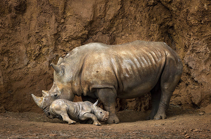 rorschachx:  A one-month-old white rhino with her mother in the Cabarceno wildlife