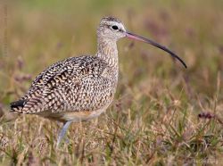 rhamphotheca:  Long-billed Curlews in Action!