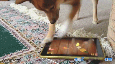 the-absolute-best-gifs:Dogs Playing Fruit Ninja