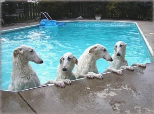 seethestarsablaze: Those are some strange looking polar bears. So skinny. Feed them