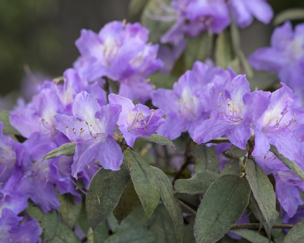 textless:  Crystal Springs Rhododendron Garden, Portland OR. 