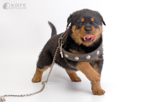 thecutestofthecute:  Rottweiler puppies By Tanya Kozlovsky 