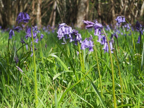 Foxley Wood, NorfolkApril 2022