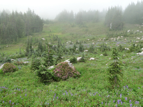 Spray Park trail. by bikejr