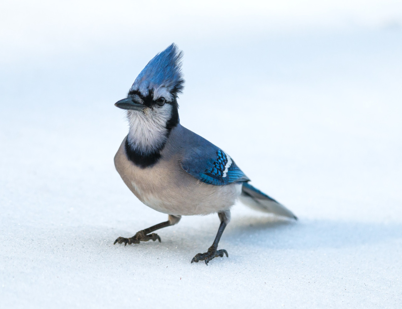 fairy-wren:  Blue Jay 