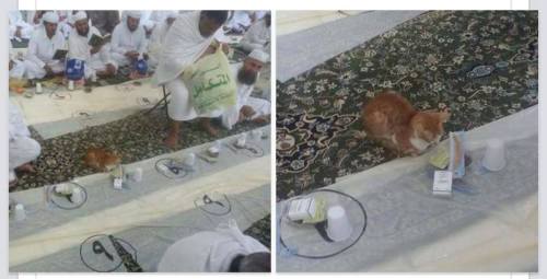 gecebileyarisinibekler:    Mescidi Haram'da iftar saatini bekleyen bir kedi  :)