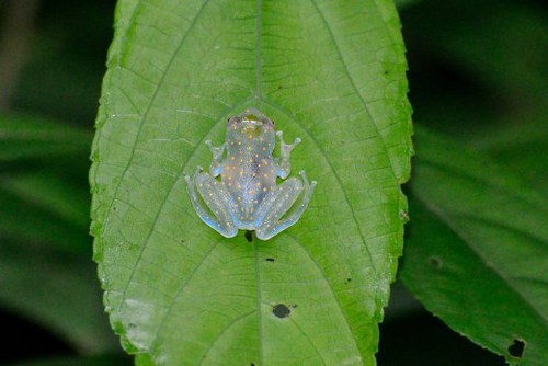 holaaitsshann: Panama Rainforest Diversity