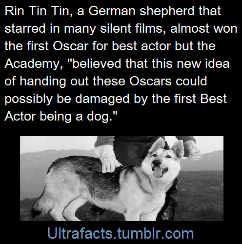 ultrafacts:  From this NPR interview:   “The story was that [Rin Tin Tin] was in