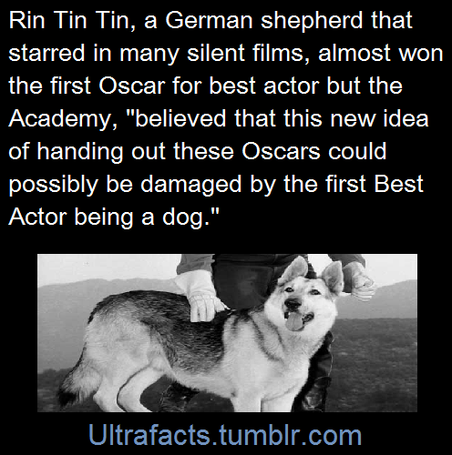 ultrafacts: From this NPR interview:   “The story was that [Rin Tin Tin] was in