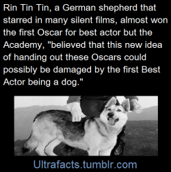 ultrafacts: From this NPR interview:   “The story was that [Rin Tin Tin] was in line to get the first Best Actor award. It was the first year the Oscars were being given out. It wouldn’t have been unheard of. He was a huge box-office star. It wasn’t