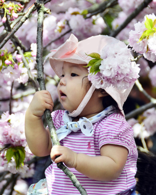 Cherry Blossom.  Brooklyn Botanic Garden