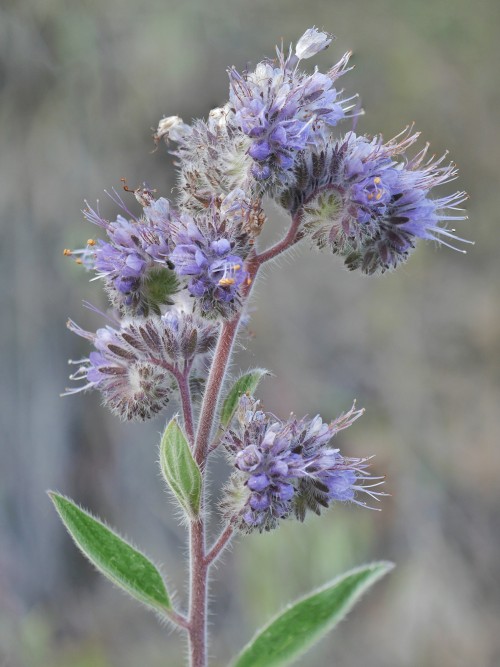 Phacelia heterophylla “Varileaf Scorpionweed” Hydrophyllaceae/Boraginaceae Mt. Sent