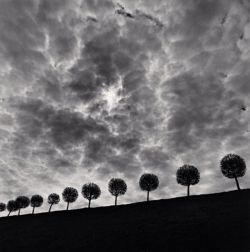 De-Salva: Ten And A Half Trees (Peterhof, Saint Petersburg, Russia, 2000)   © Michael