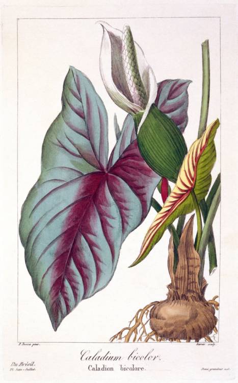                          Mysterium Regnum Plantarum (Pancrace Bessa)“Bessa was commonly known as the