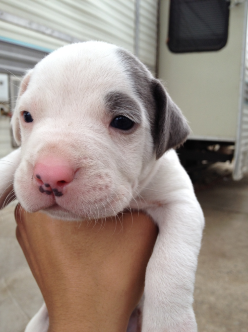 these-times-shall-pass:  baby animal posts daily