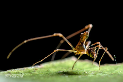 onenicebugperday:Pelican spider, Eriauchenius sp.,ArchaeidaeAlso called assassin spiders, Archaeidae