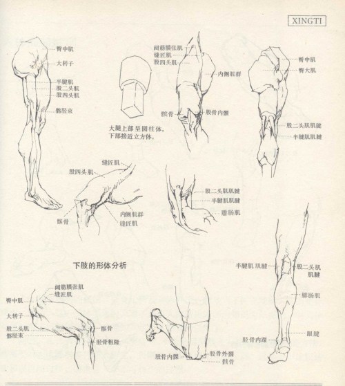 Porn anatoref:  Human Anatomy Foundation  photos