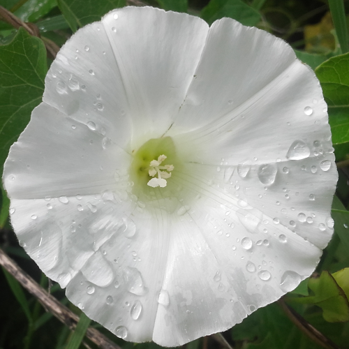 bindweed