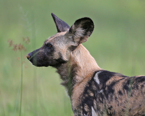I don&rsquo;t think I post enough African wild dogs, so I thought I&rsquo;d make a photoset!